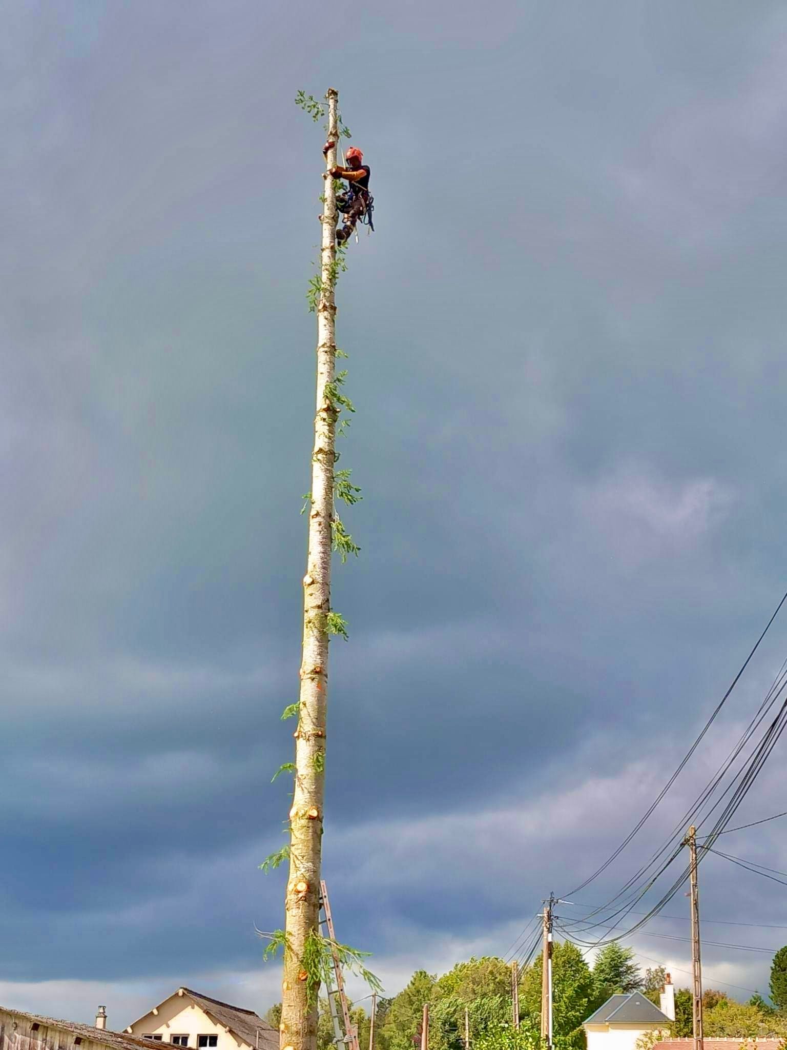 Un élagueur d'Arbor & Paysage à la cime d'un arbre