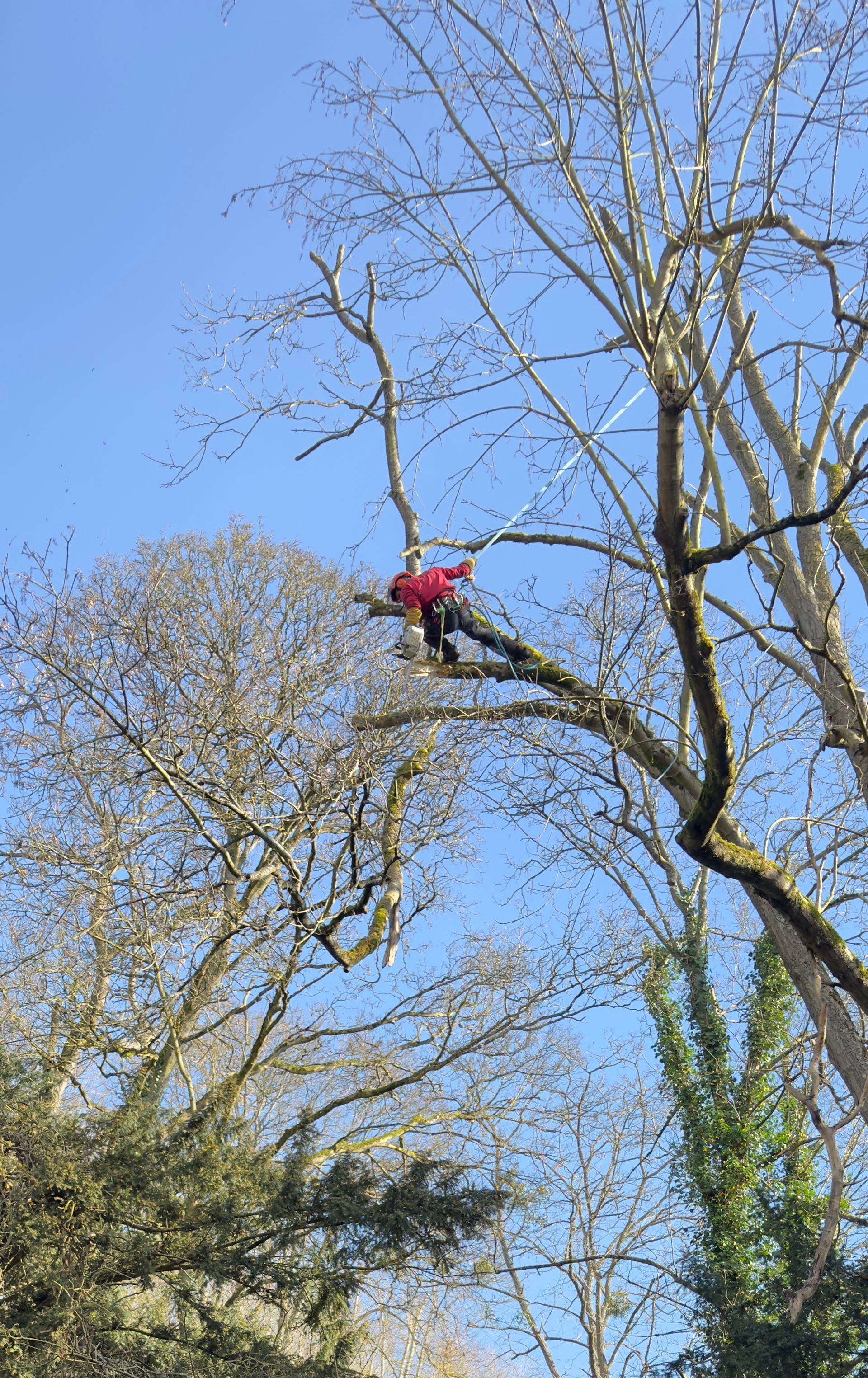 Un élagueur d'Arbor & Paysage en intervention d'élagage