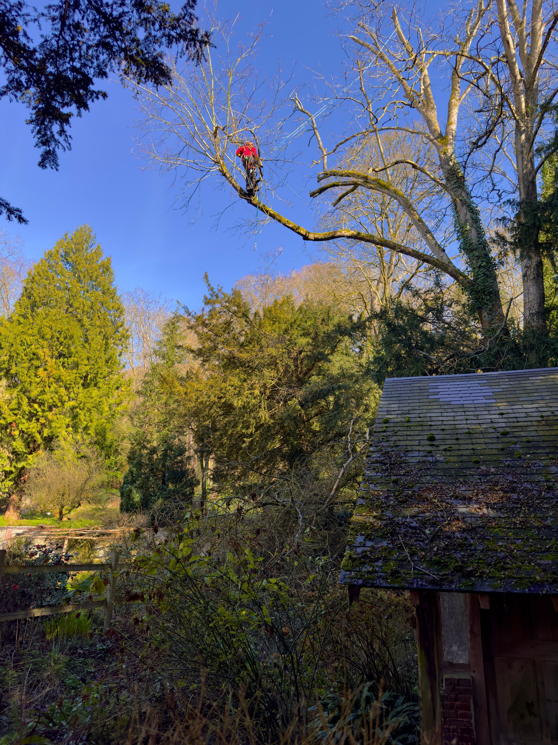 Un élagueur d'Arbor & Paysage en train de tailler les branches d'un arbre