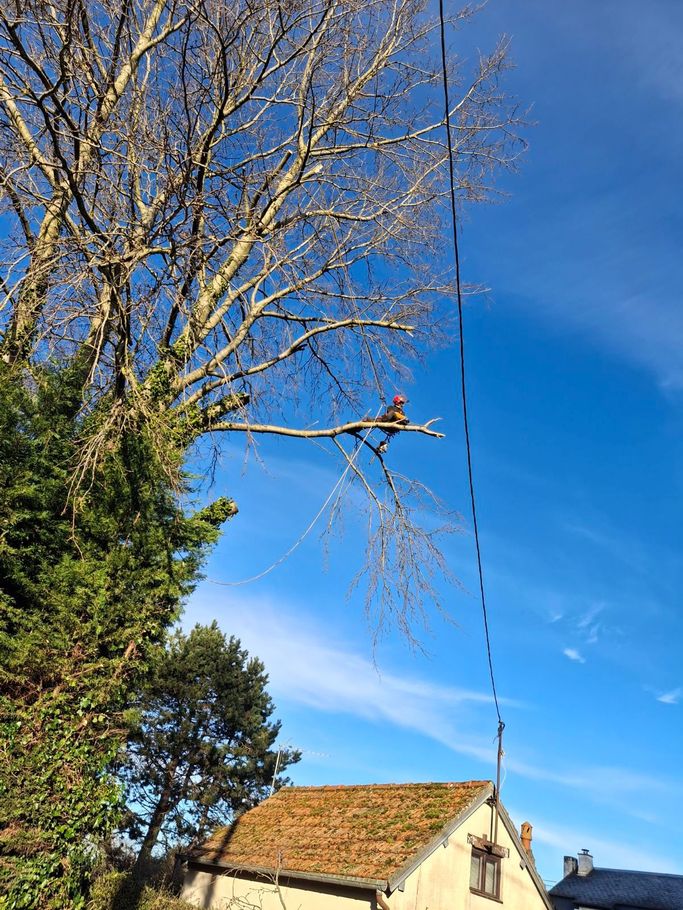 Un élagueur dans un arbre avec des cordes