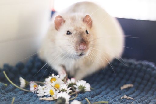Eine weiße Ratte sitzt auf einer blauen Decke neben Blumen.