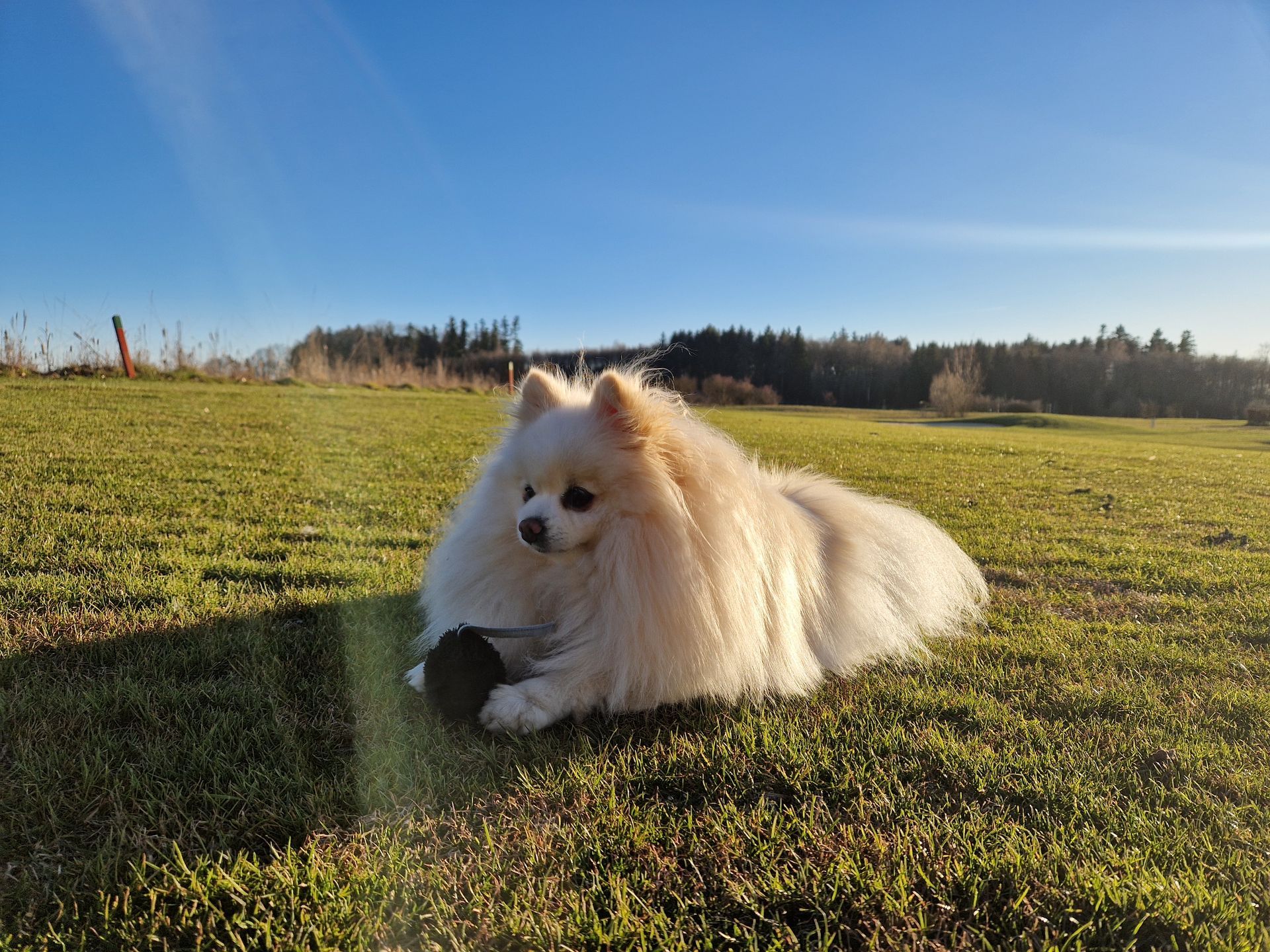 Ein kleiner weißer Hund steht in einer Wasserpfütze