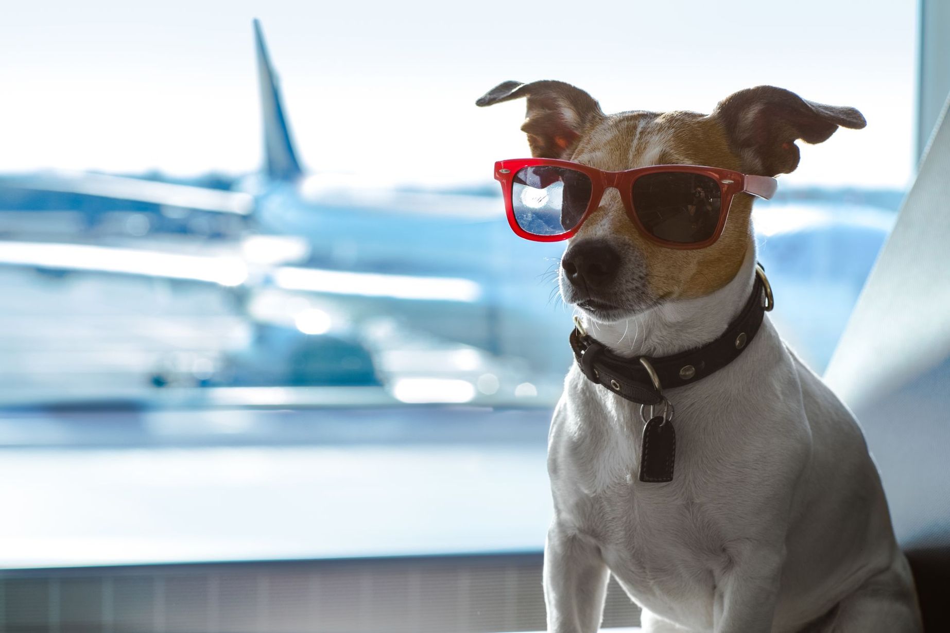 Ein Hund mit Sonnenbrille sitzt vor einem Fenster.