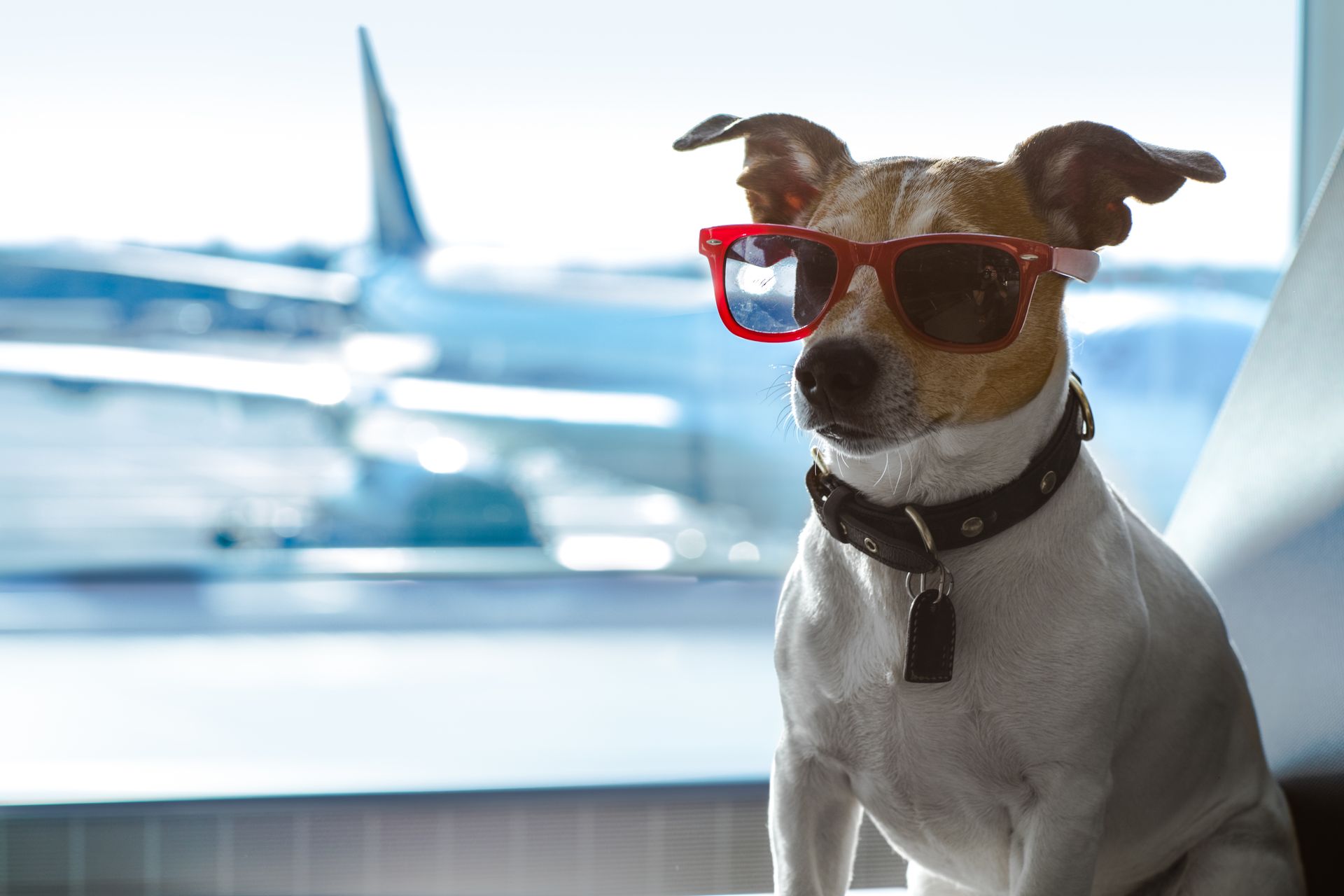 Ein Hund mit Sonnenbrille sitzt vor einem Fenster.
