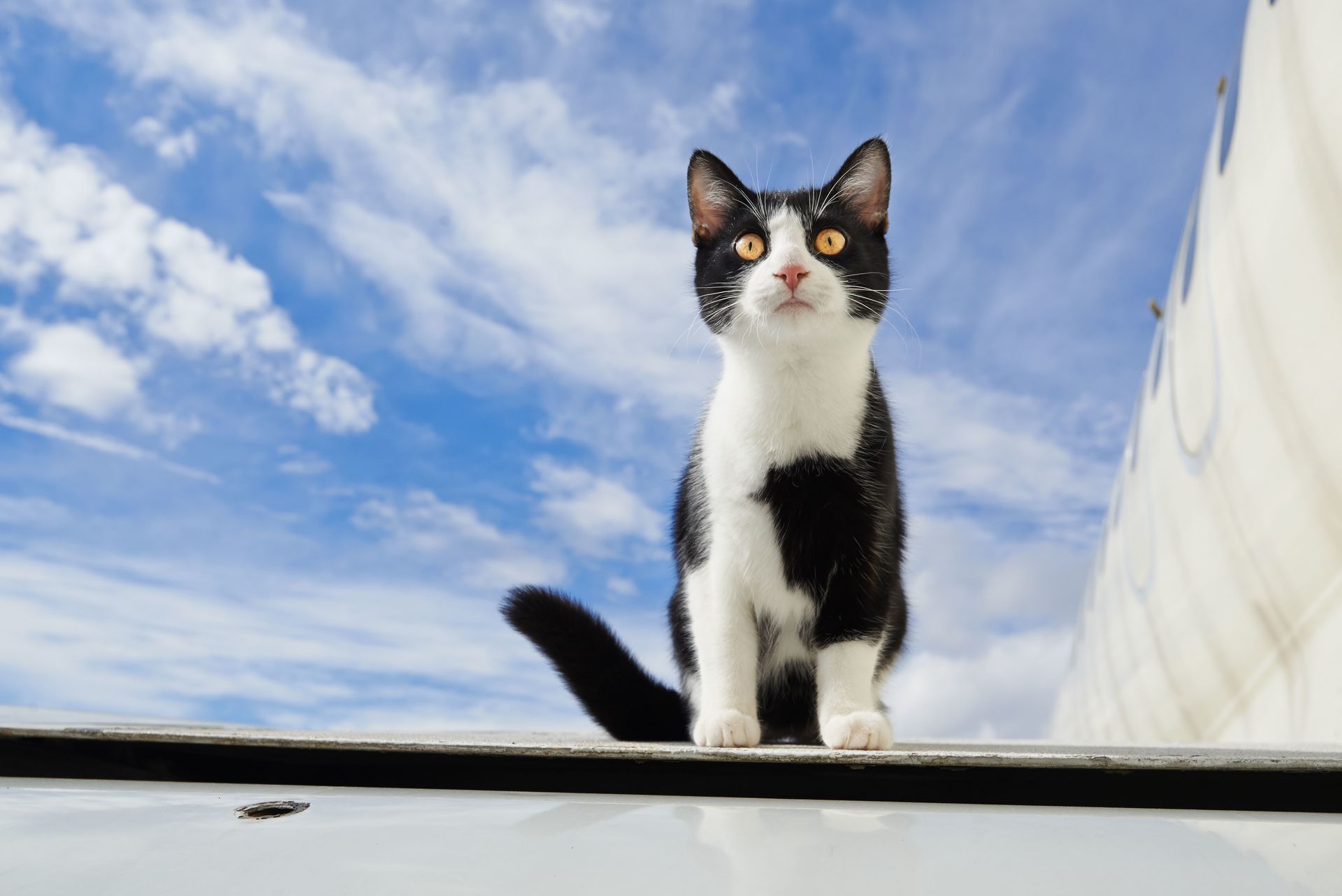 Eine schwarz-weiße Katze sitzt auf einem Autodach.