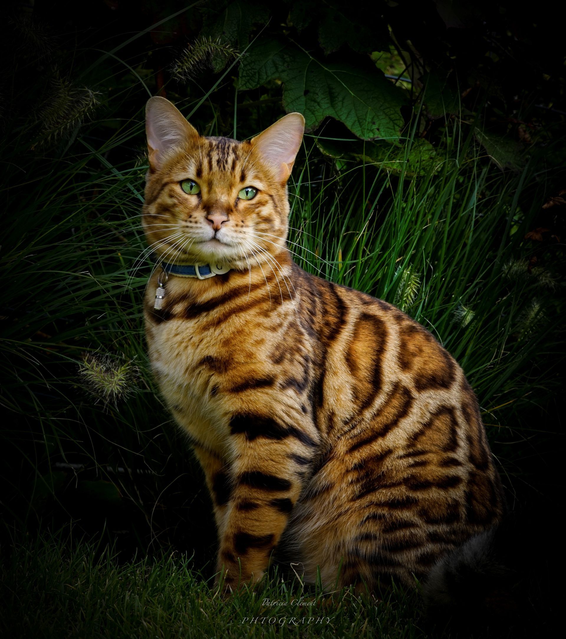 Eine Bengalkatze sitzt im Gras und schaut in die Kamera.