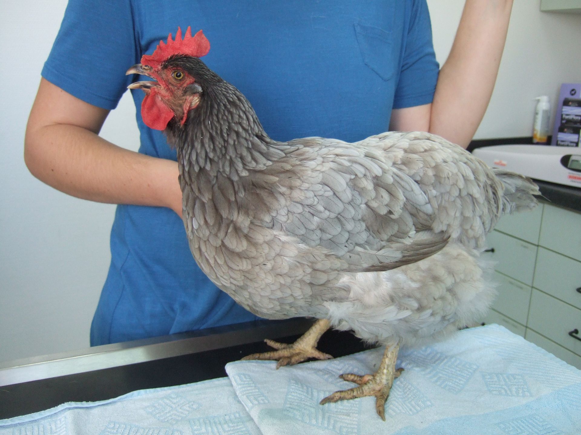 Eine Person in einem blauen Hemd hält ein Huhn