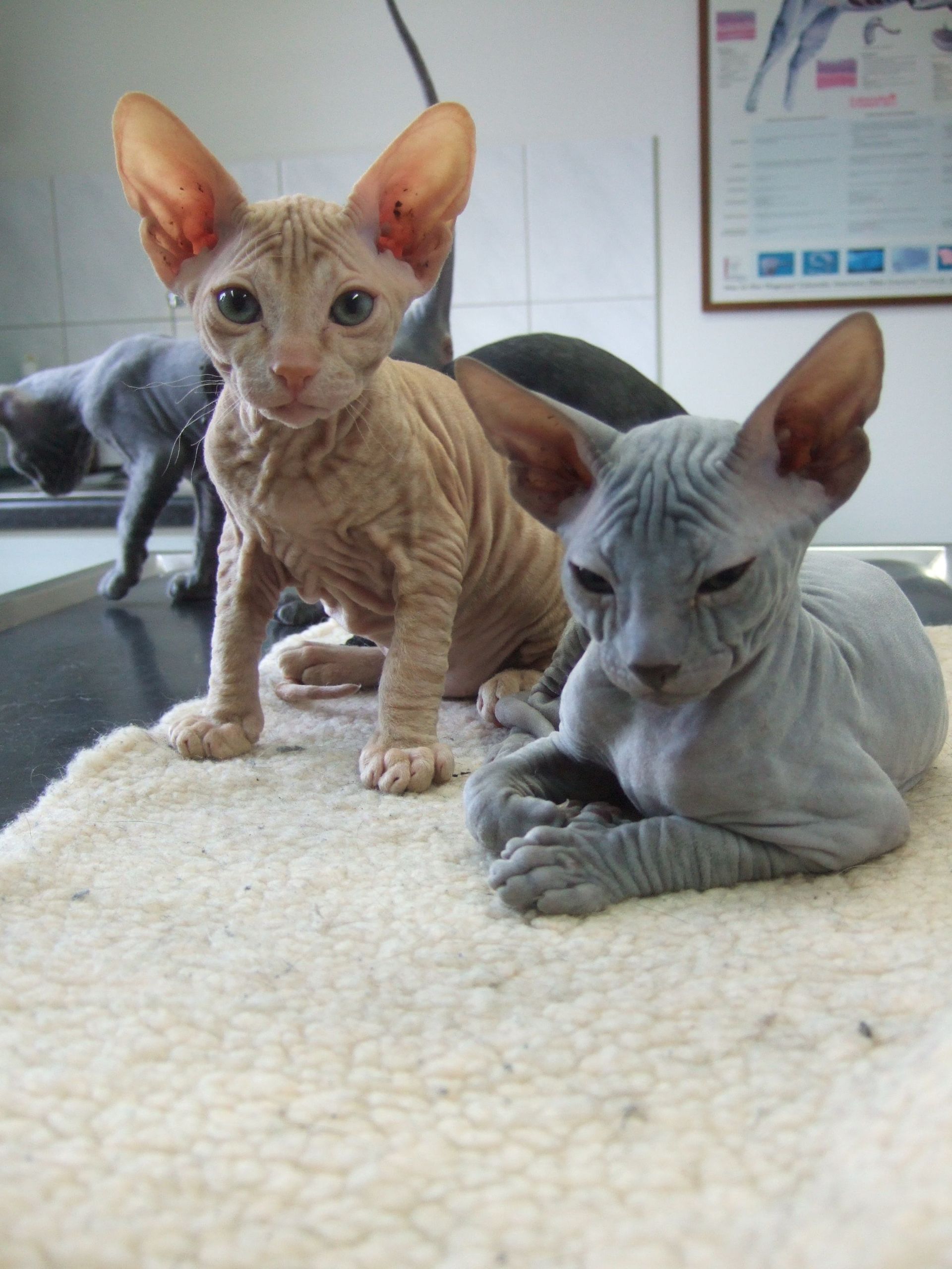 Zwei haarlose Katzen liegen auf einer weißen Decke
