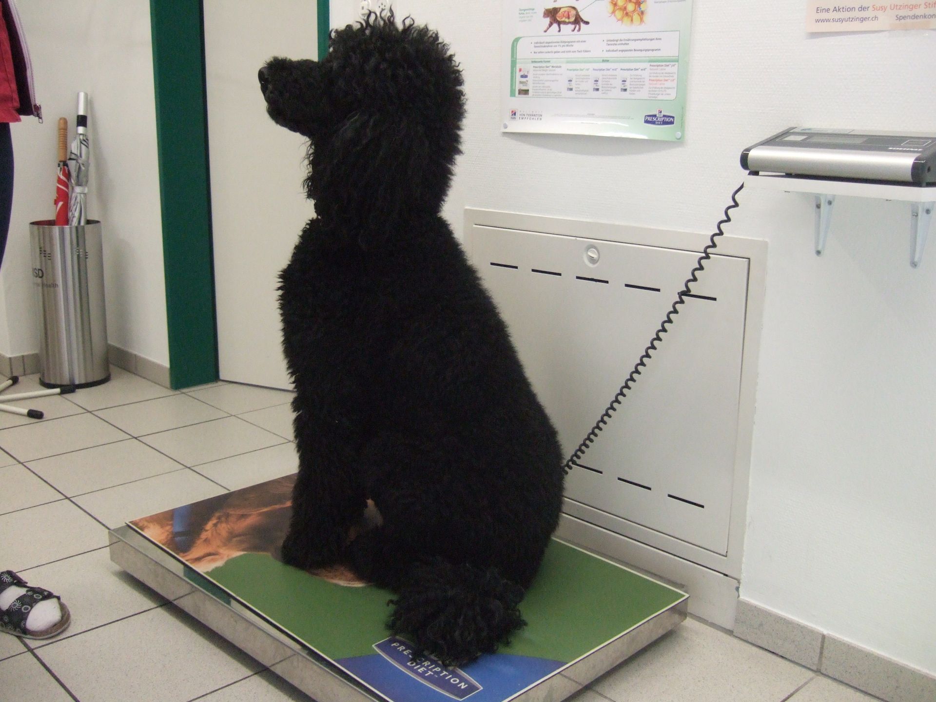 alle müssen auf die Waage