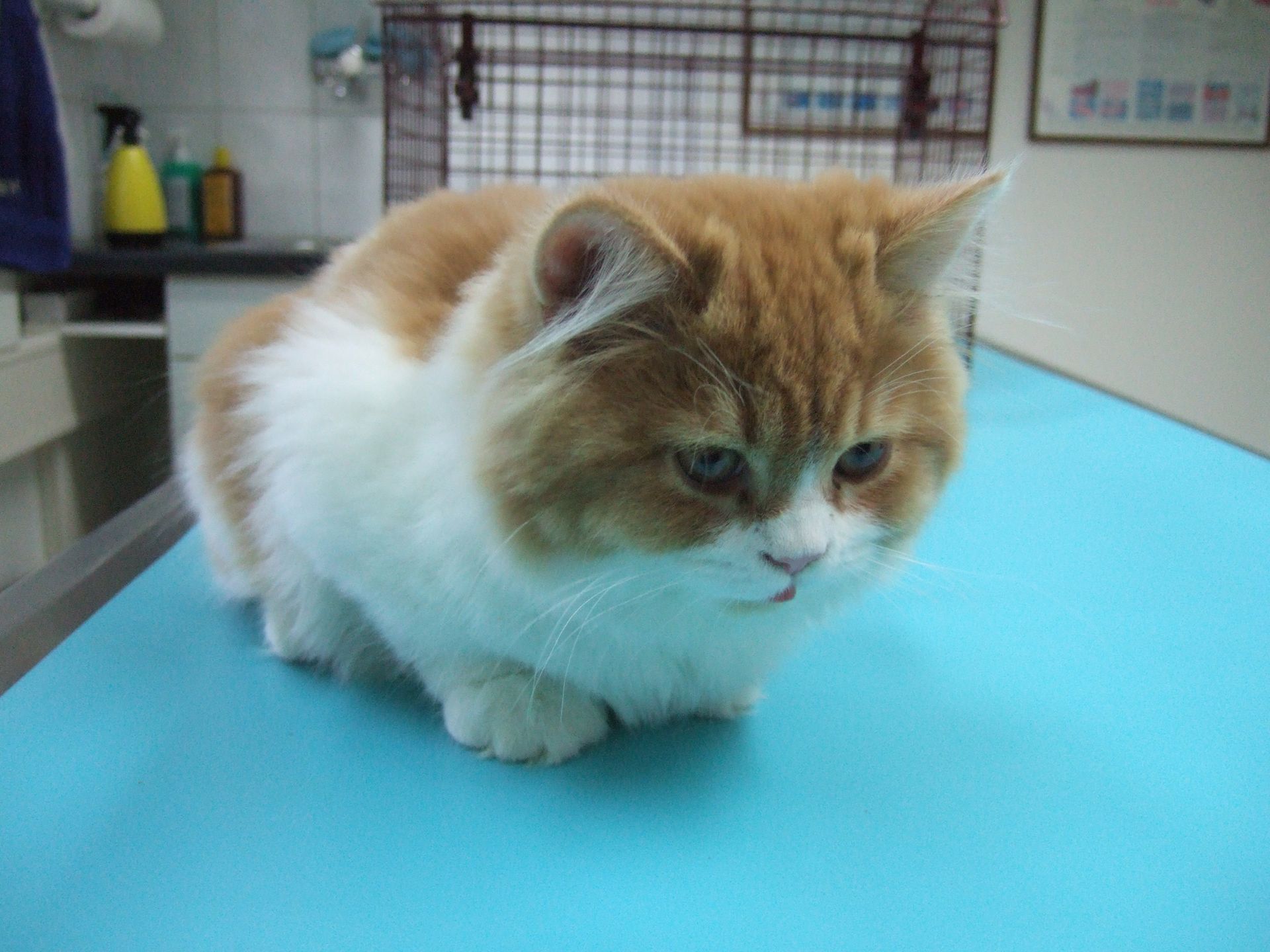 Patient - Kleintierpraxis Lindengarten