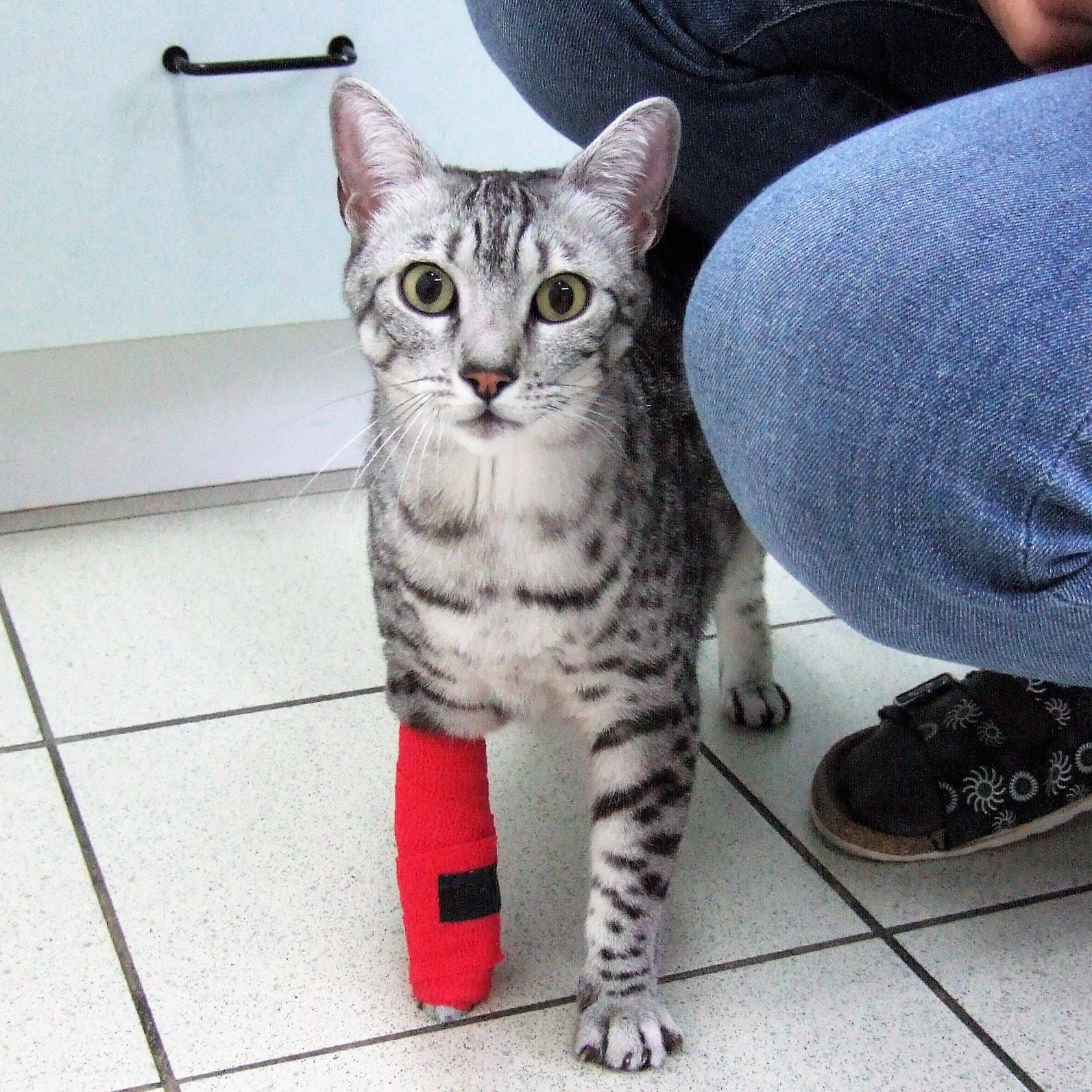 Eine Katze mit einem roten Verband am Bein