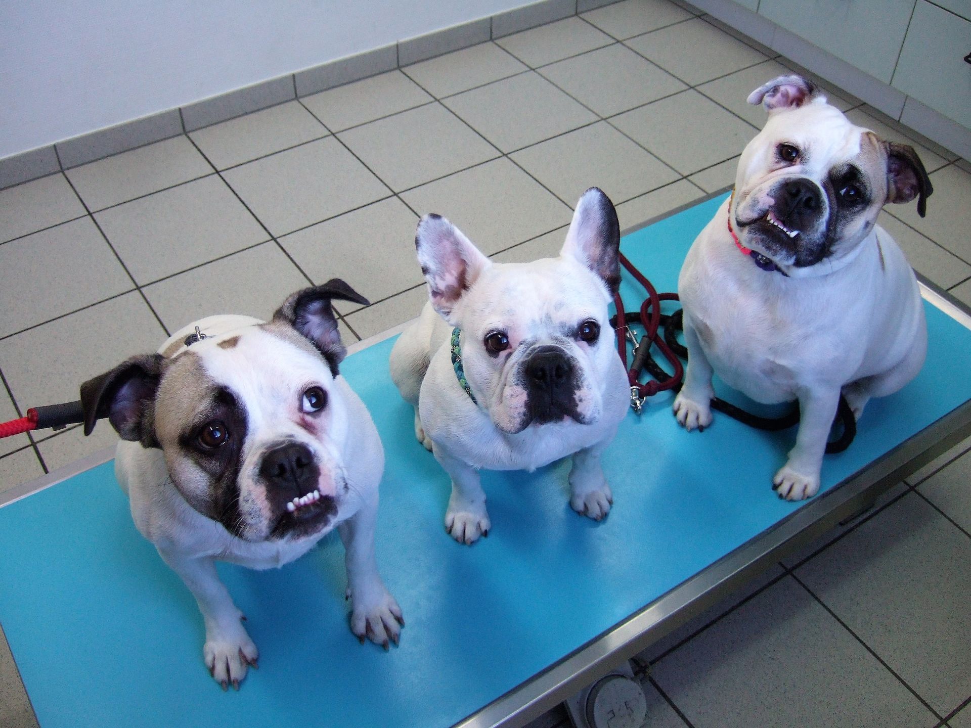 Drei französische Bulldoggen sitzen auf einem blauen Tisch