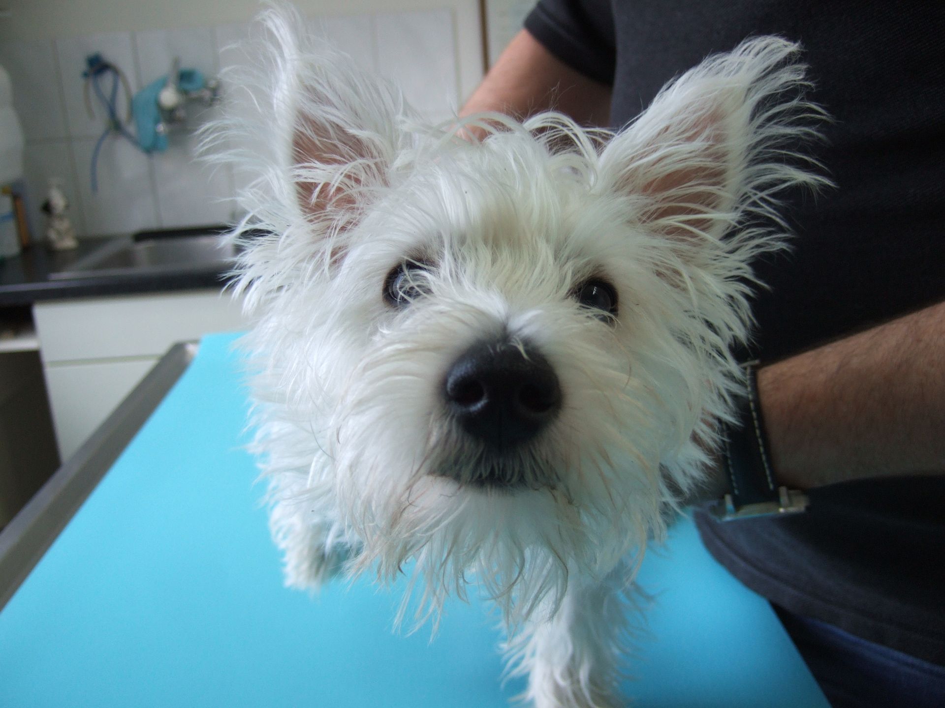 Eine Person hält einen kleinen weißen Hund auf einem blauen Tisch