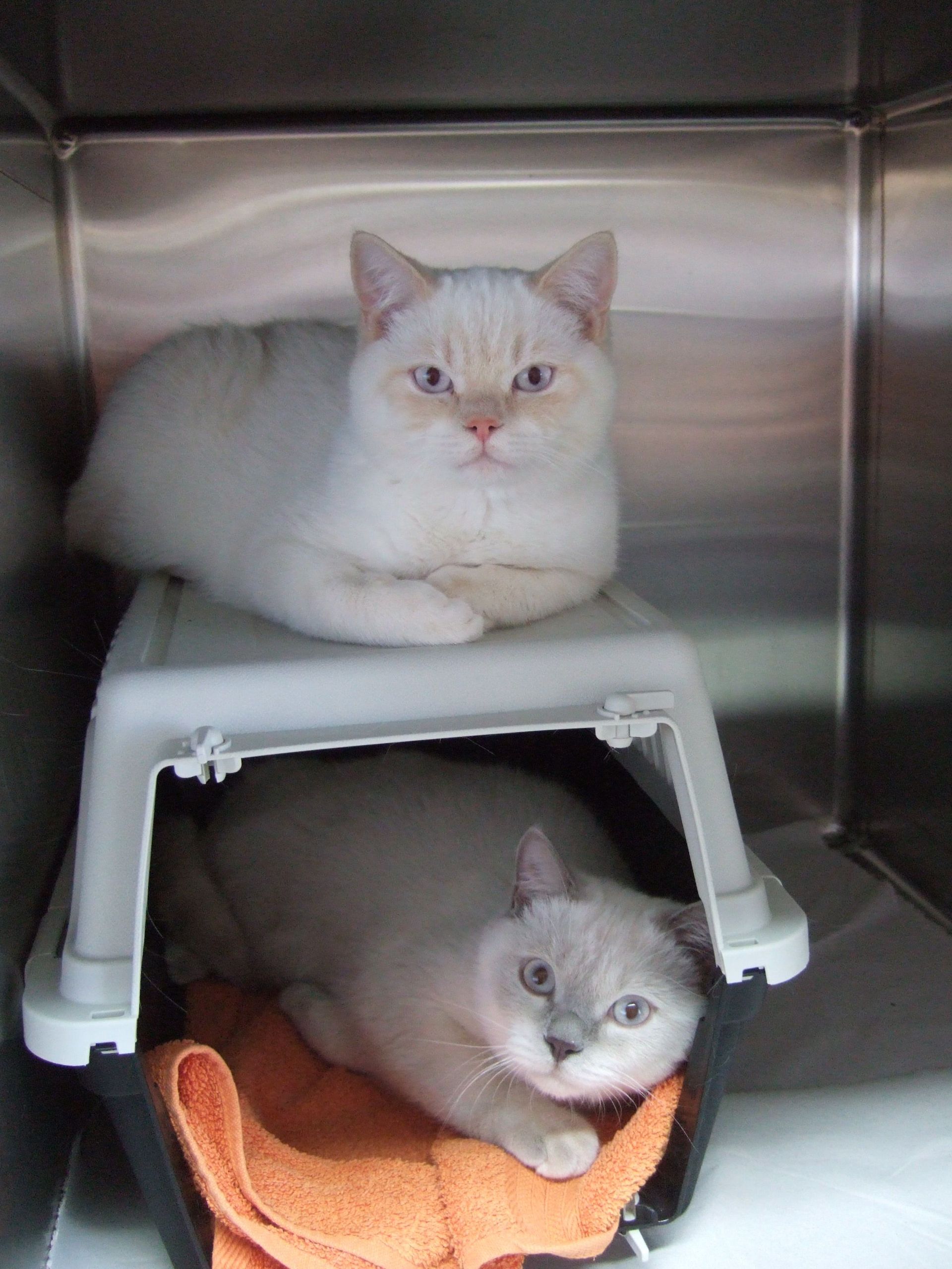 Zwei Katzen liegen übereinander in einem Käfig