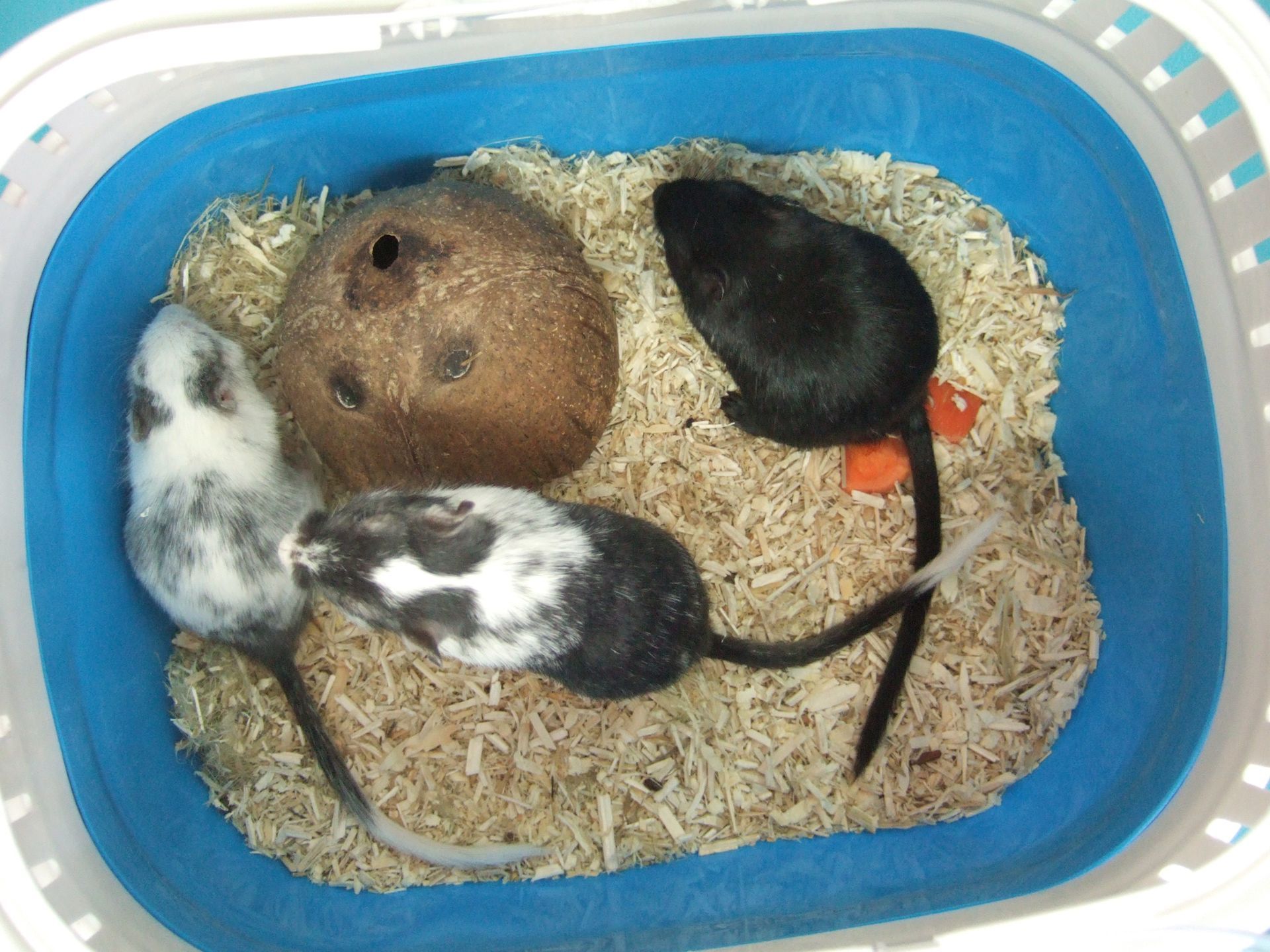 Ein blauer Korb voller Mäuse und Späne