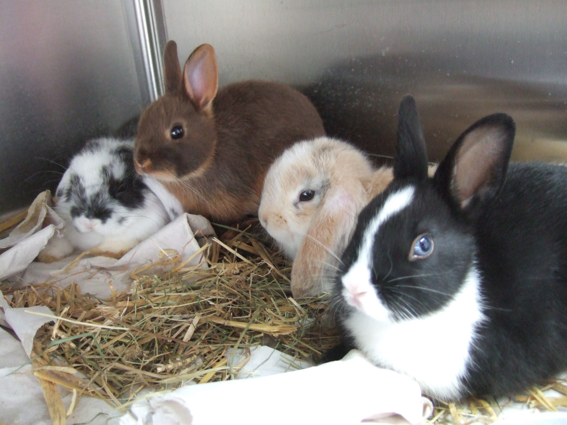 Drei kleine Kaninchen sitzen in einem Heuhaufen