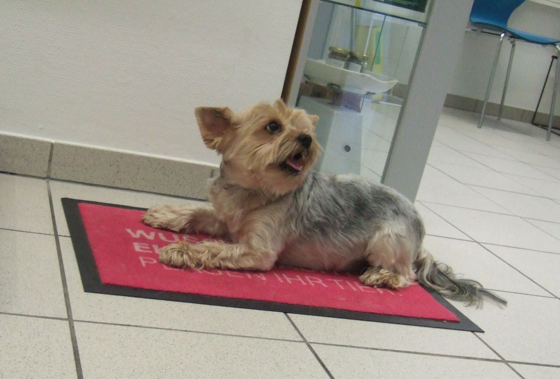 Ein kleiner Hund liegt auf einer Fußmatte