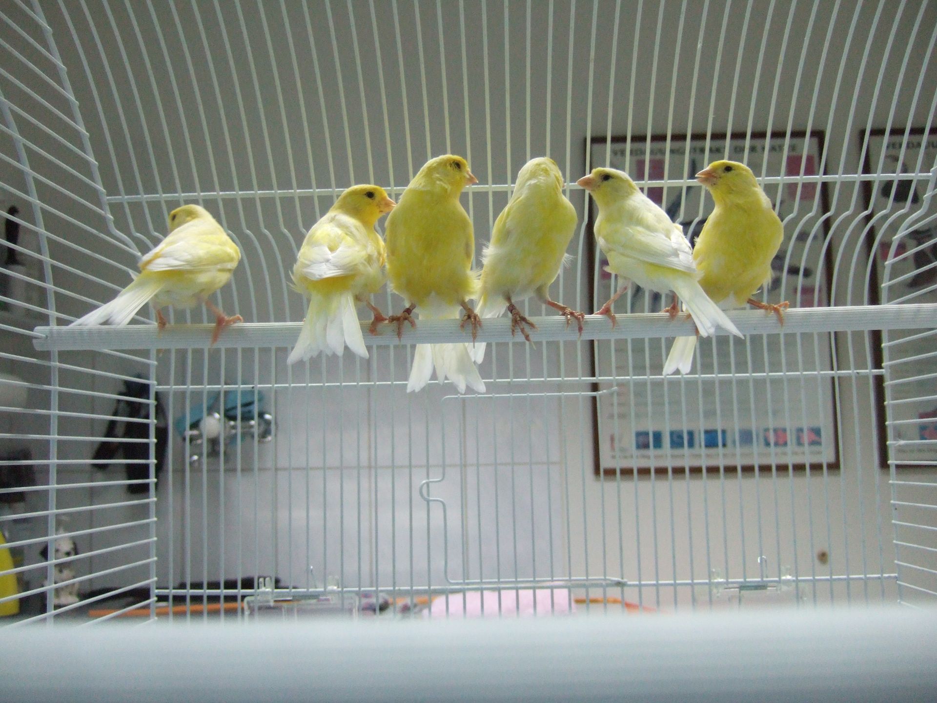 Eine Gruppe gelber Vögel sitzt in einem Käfig