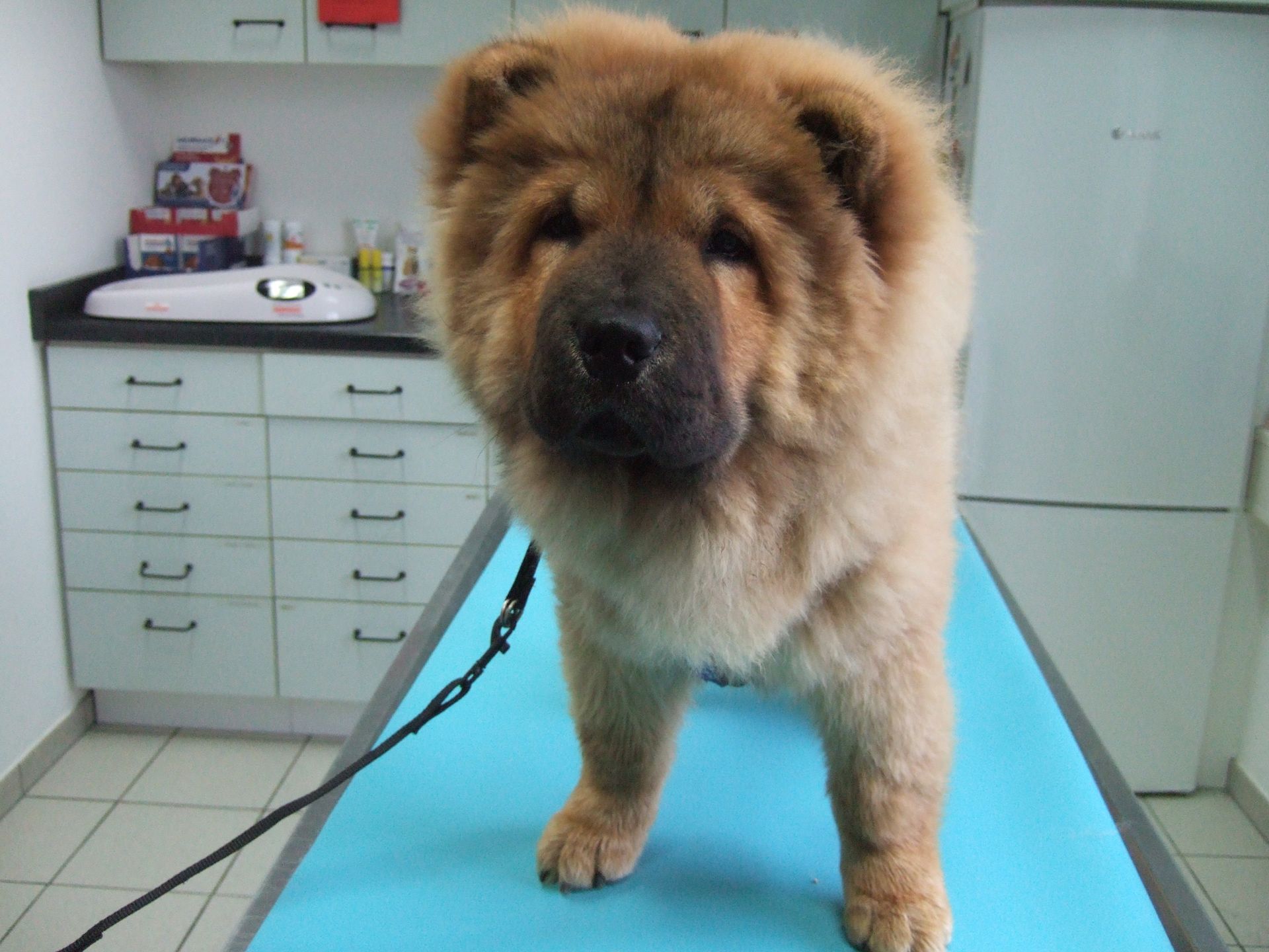 Ein kleiner brauner Hund steht auf einem blauen Tisch