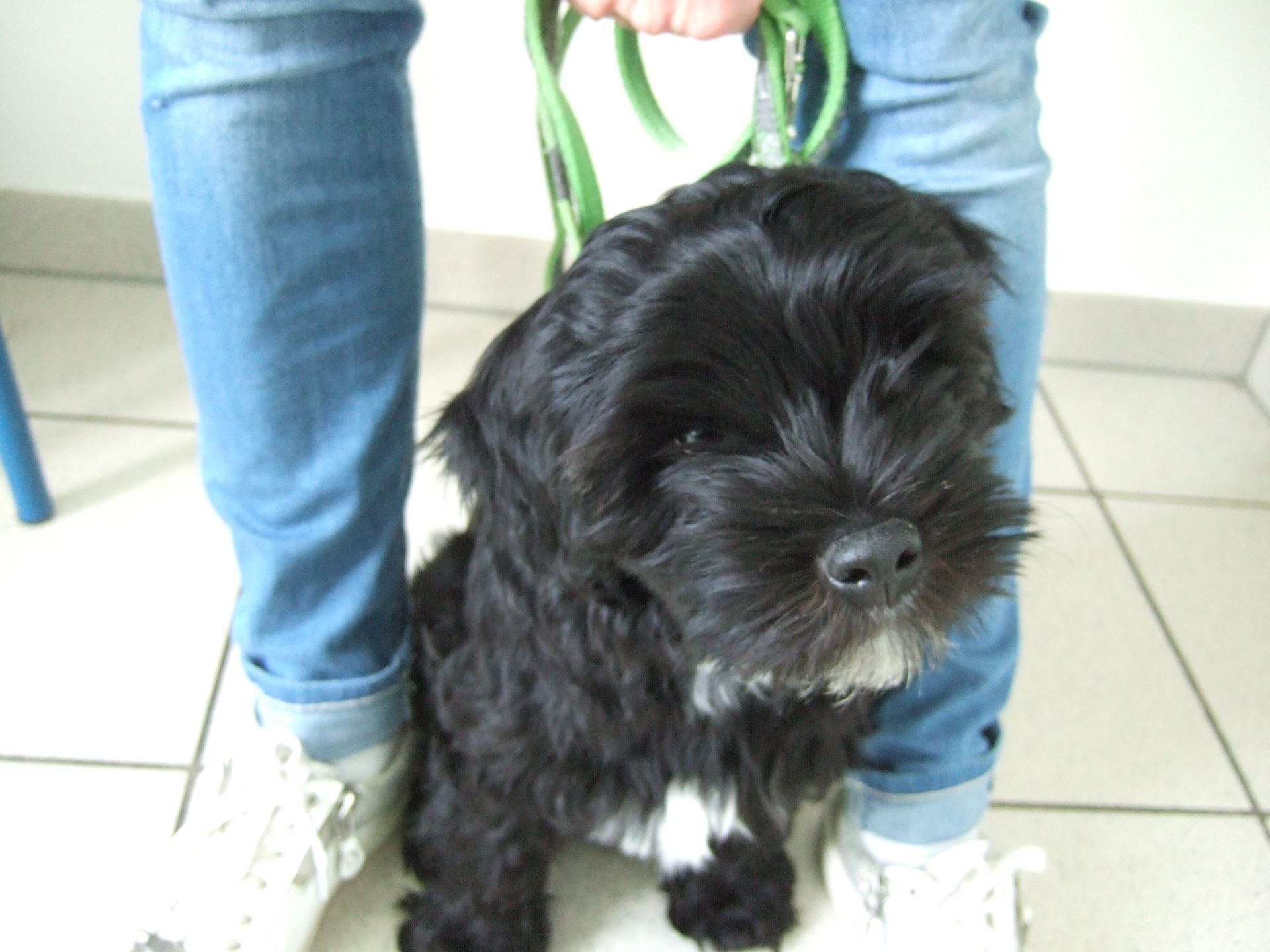 Eine Person hält einen schwarzen Hund an der Leine