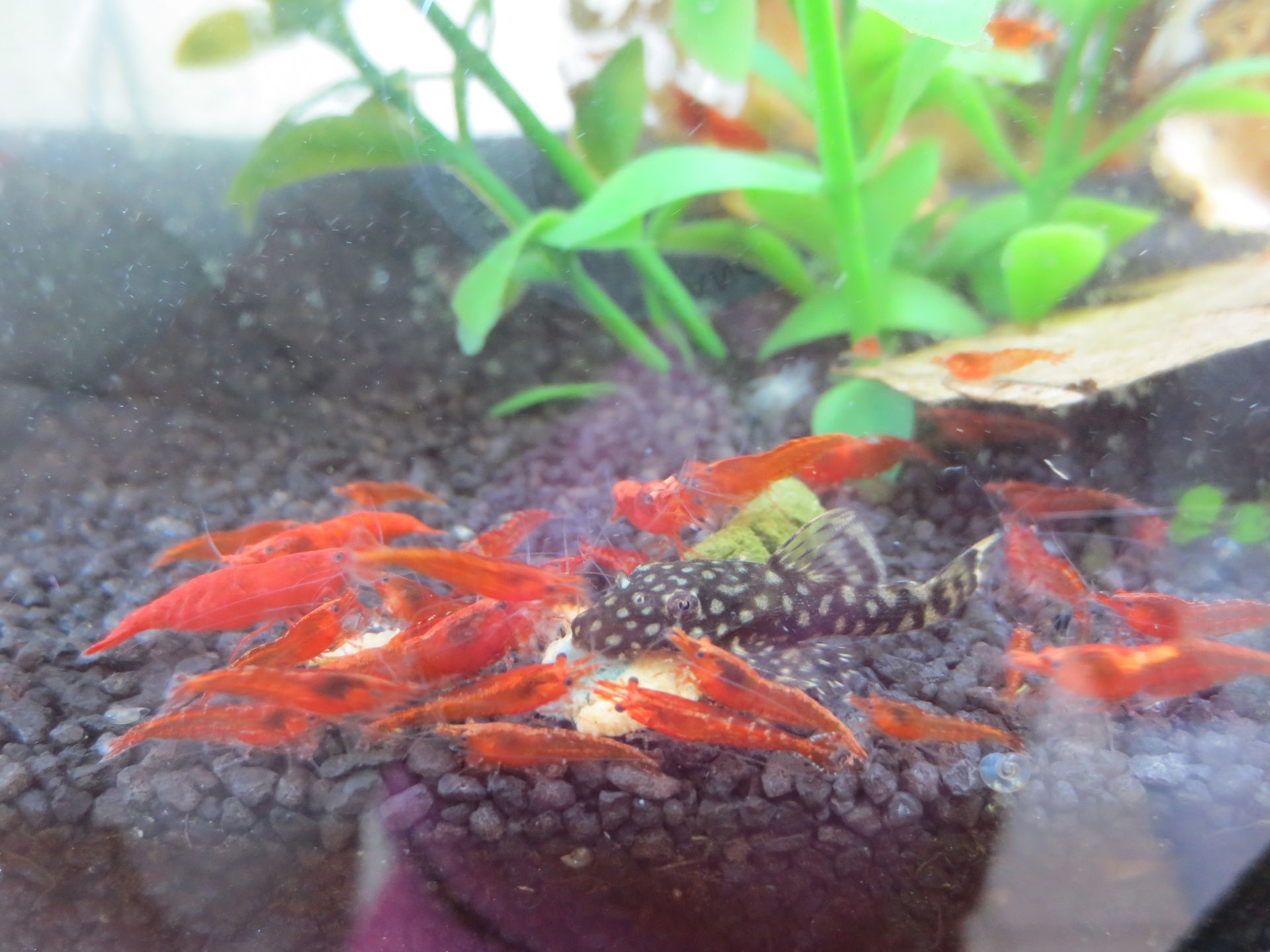 Ein Aquarium gefüllt mit roten Garnelen und Pflanzen