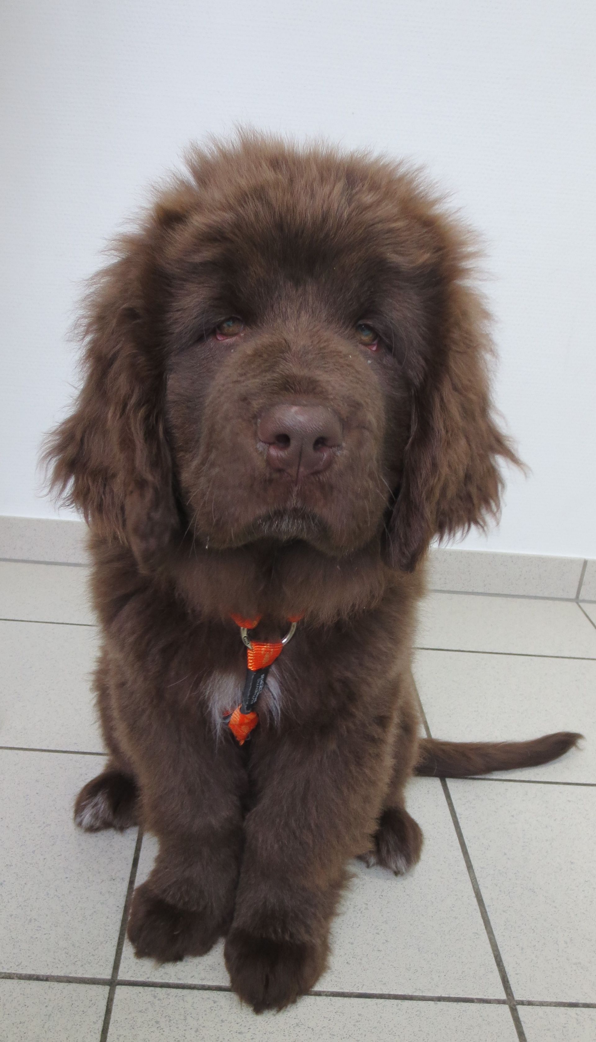 Ein brauner Welpe sitzt auf einem gefliesten Boden und schaut in die Kamera.