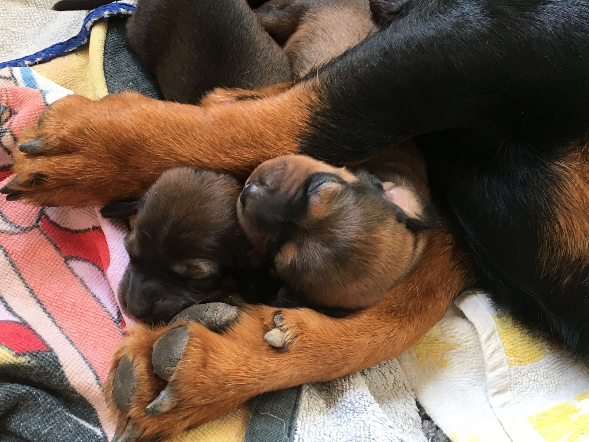 Eine Gruppe Welpen liegt übereinander auf einer Decke.