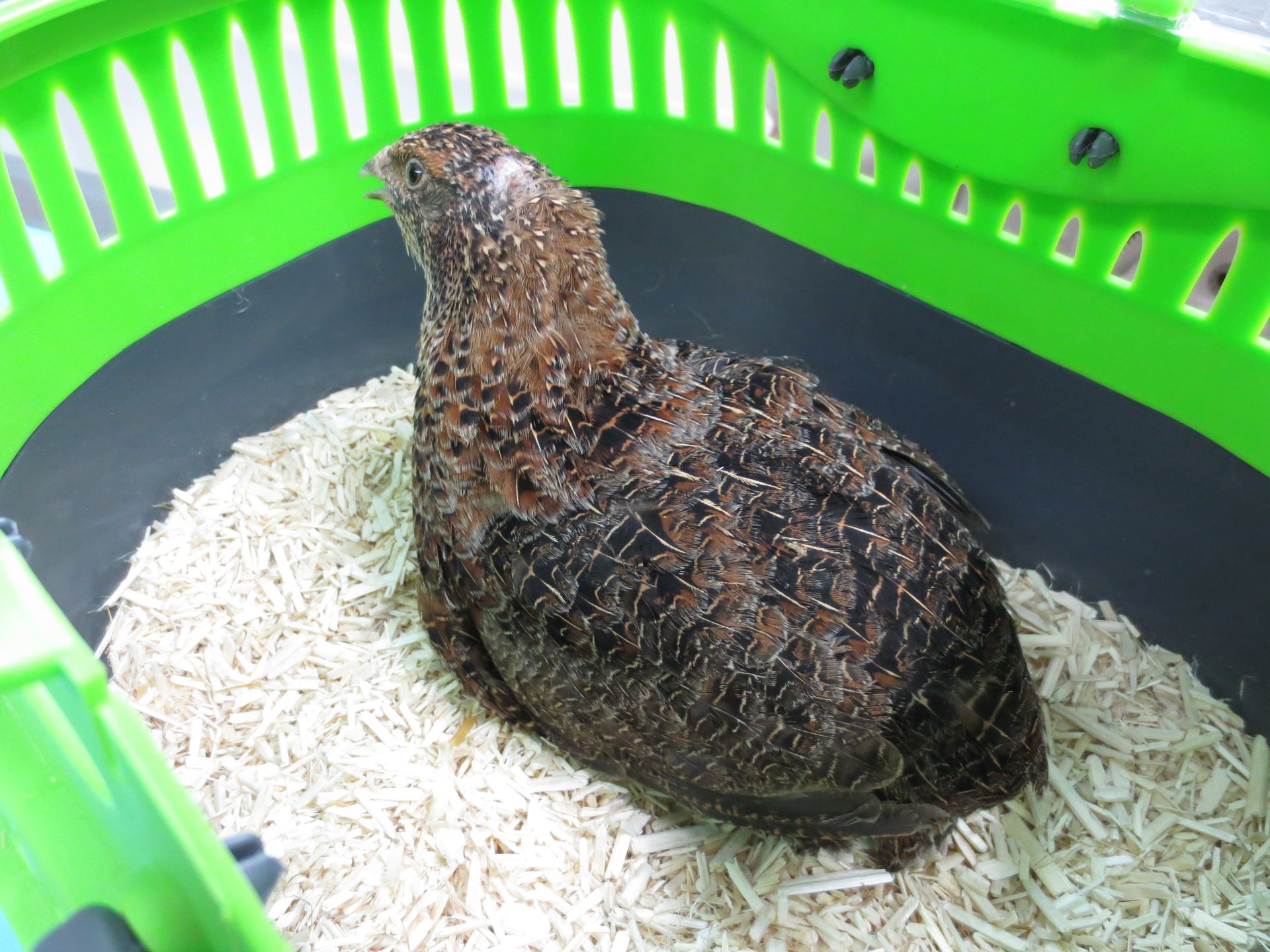 Eine Wachtel sitzt in einem grünen Plastikkäfig