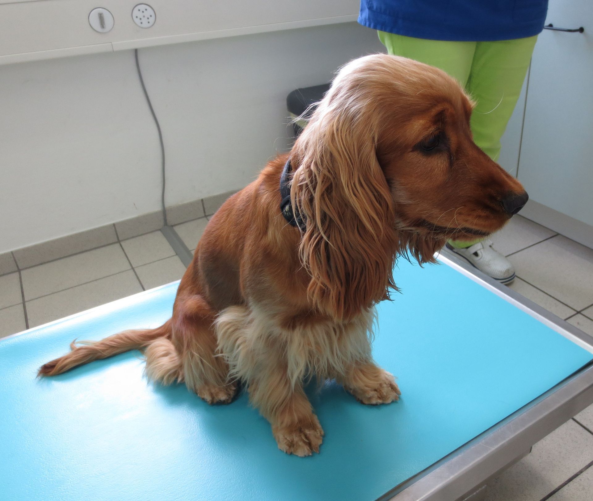 Ein Cocker Spaniel sitzt auf einem blauen Tisch