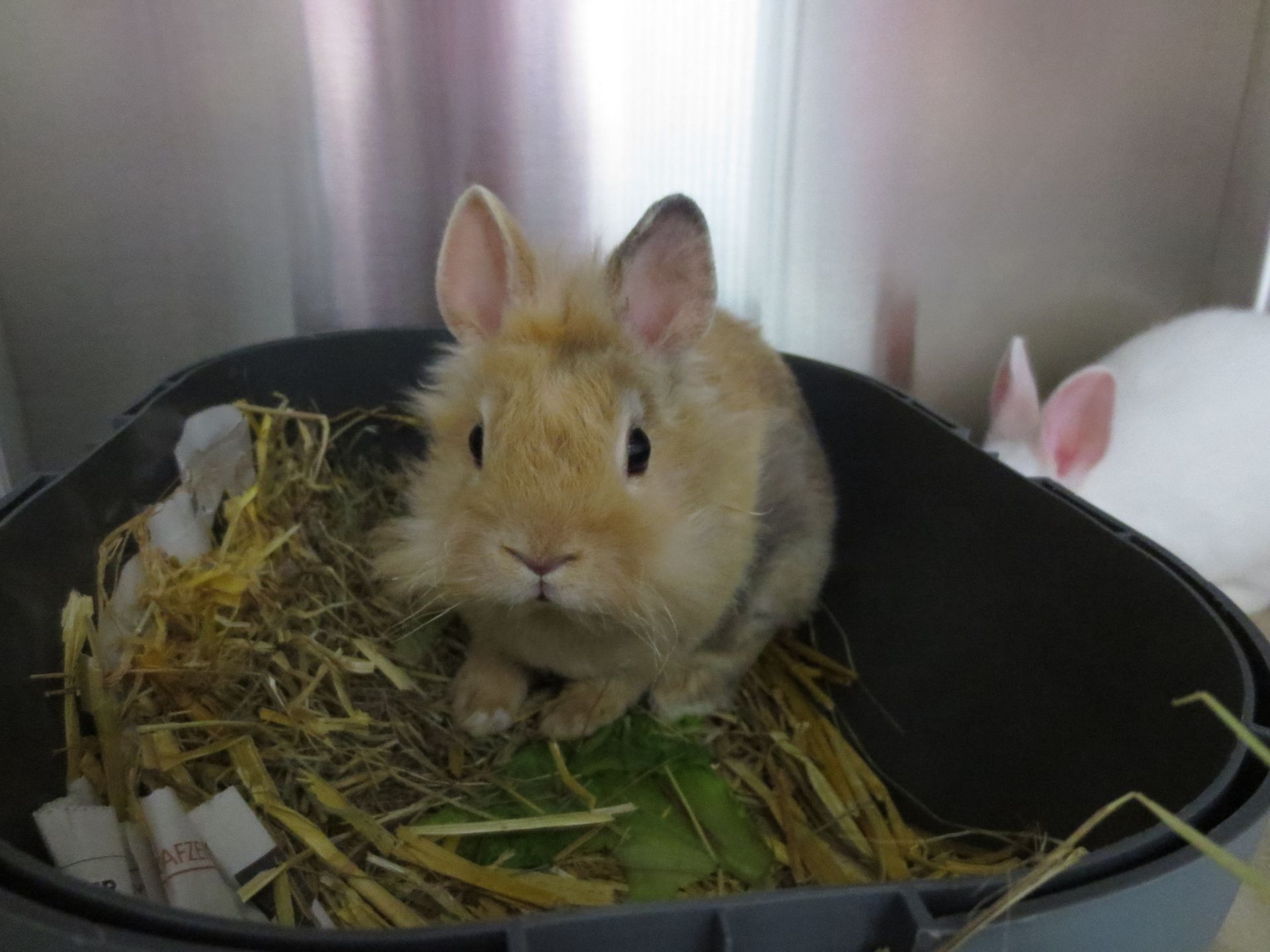 Ein kleines Kaninchen sitzt in einem Korb mit Heu.