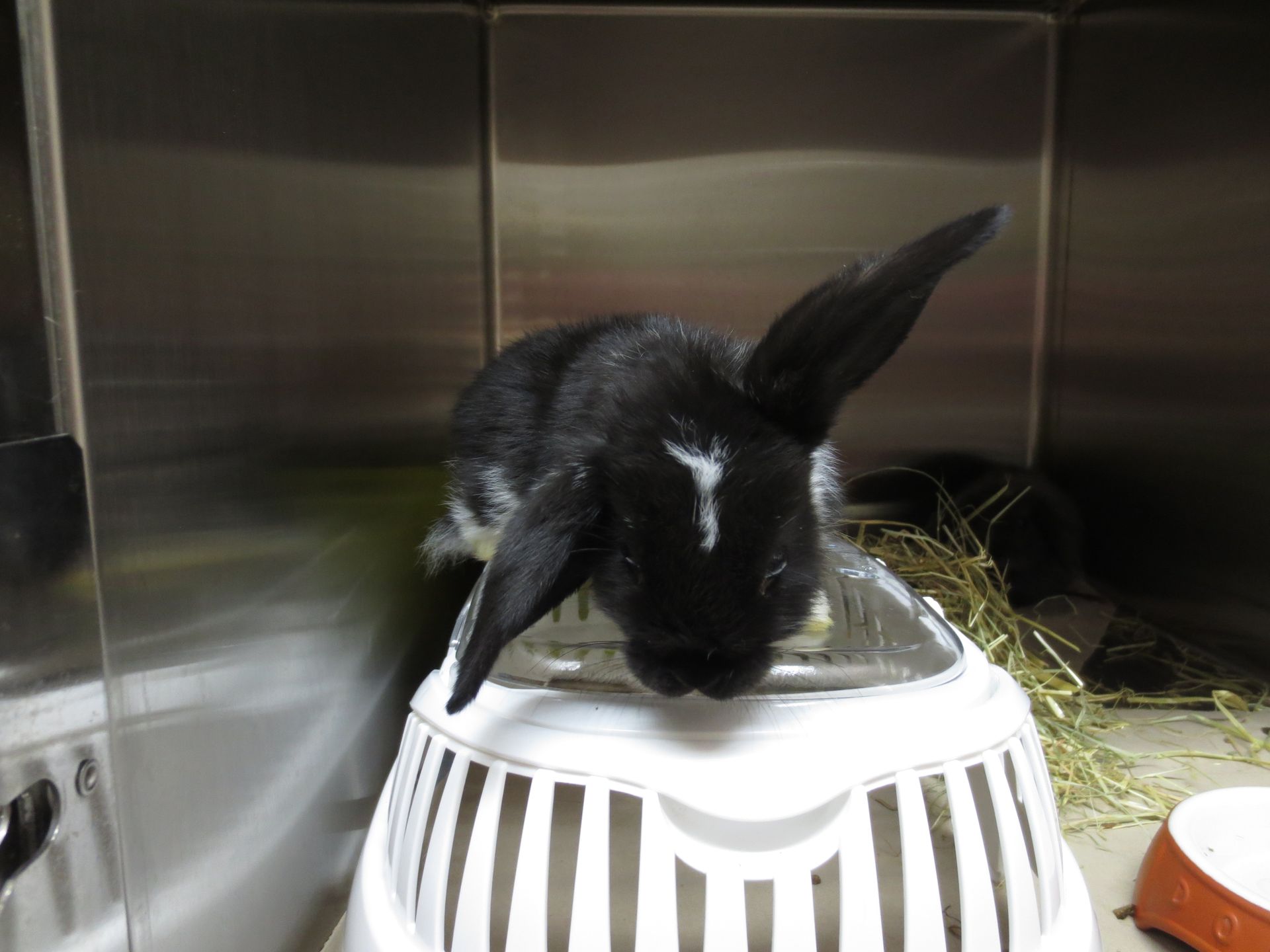 Ein schwarz-weißes Kaninchen in einem weißen Korb
