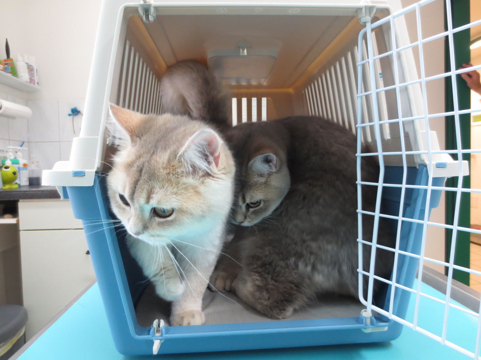 Zwei Katzen sind in einem blauen Käfig mit offener Tür