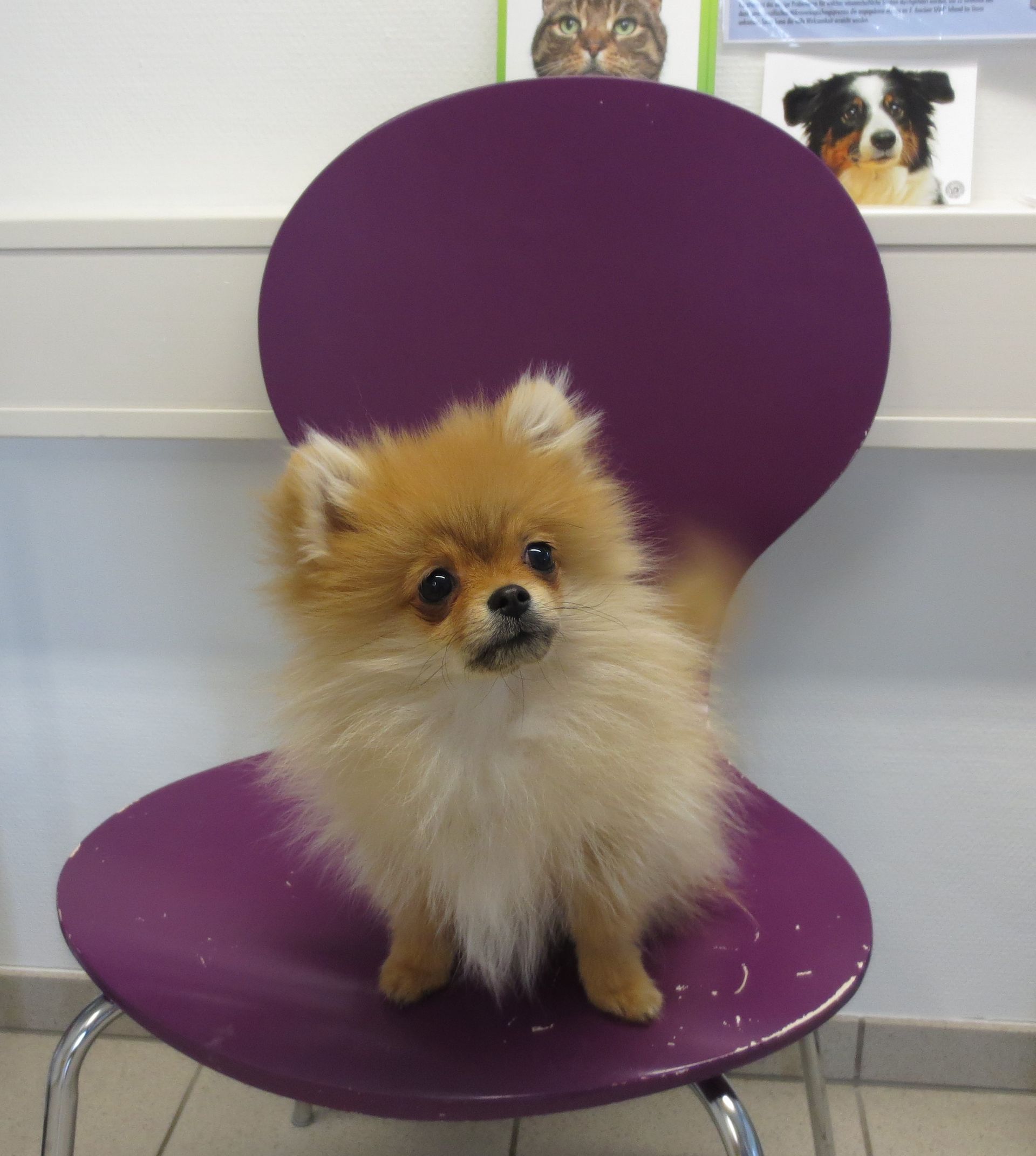 Ein kleiner Hund sitzt auf einem lila Stuhl