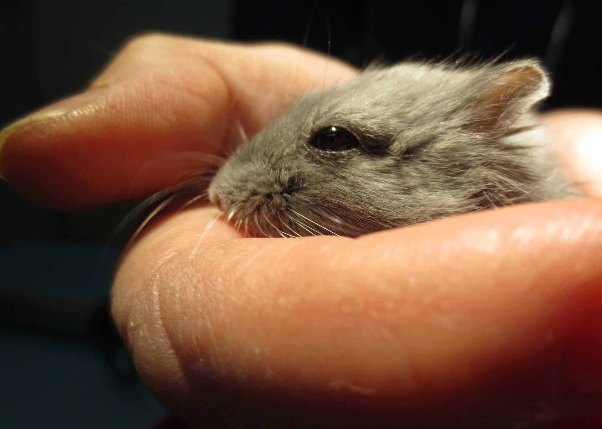 Eine Person hält einen kleinen Hamster in der Hand.
