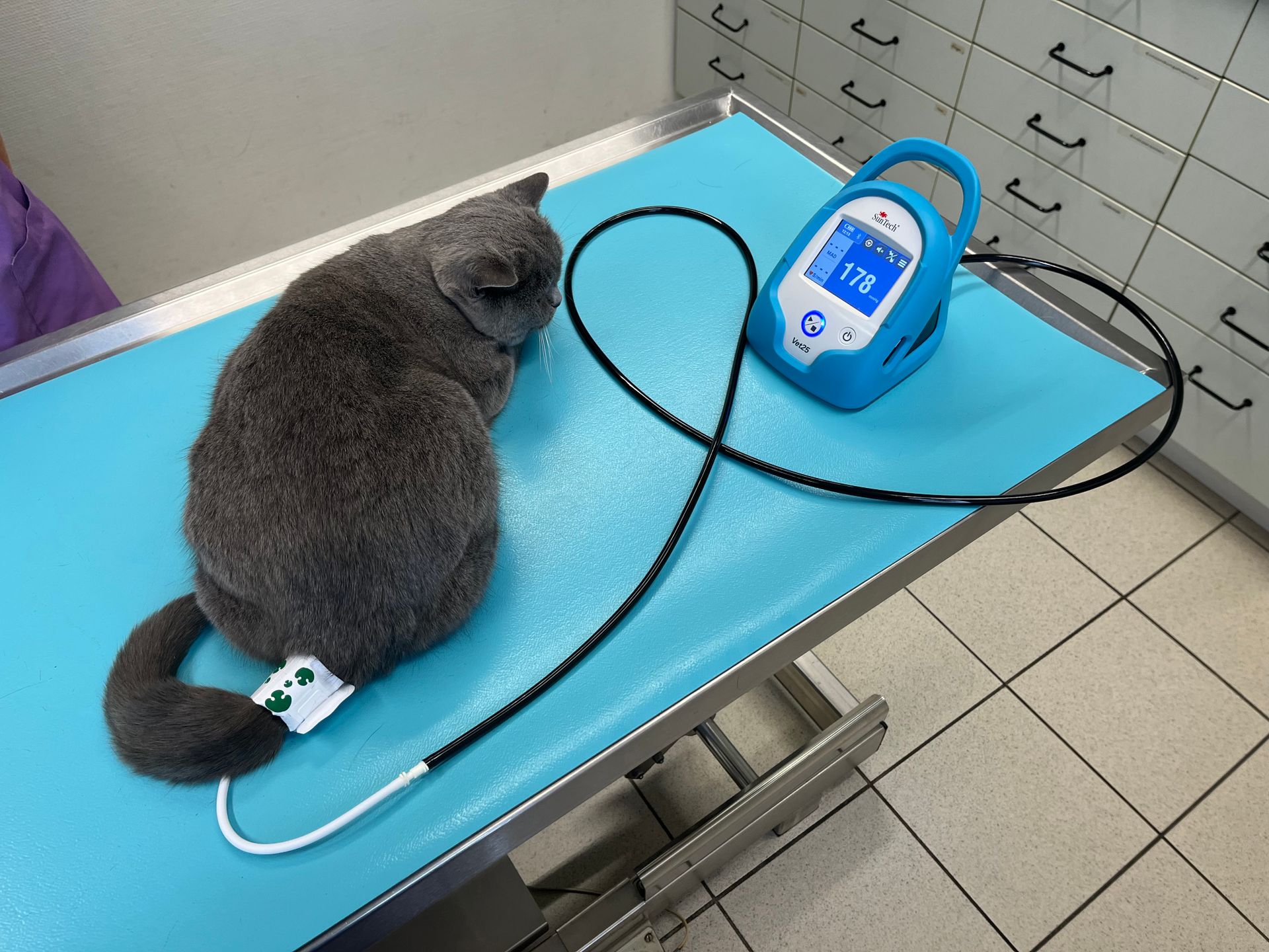 Eine Katze liegt auf einem Tisch, an ihr ist ein Gerät befestigt