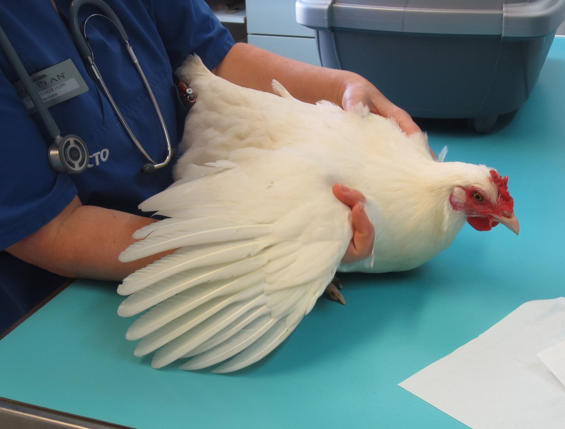 Eine Person, die ein weißes Huhn mit einem Stethoskop um den Hals hält