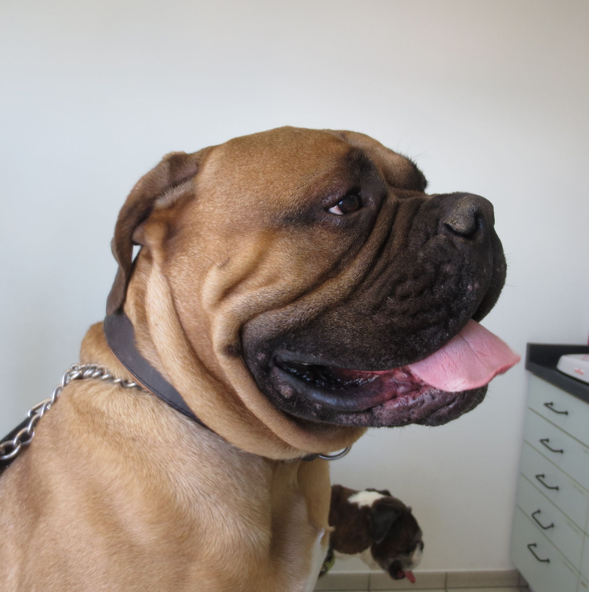 Eine Nahaufnahme eines braunen Hundes mit heraushängender Zunge