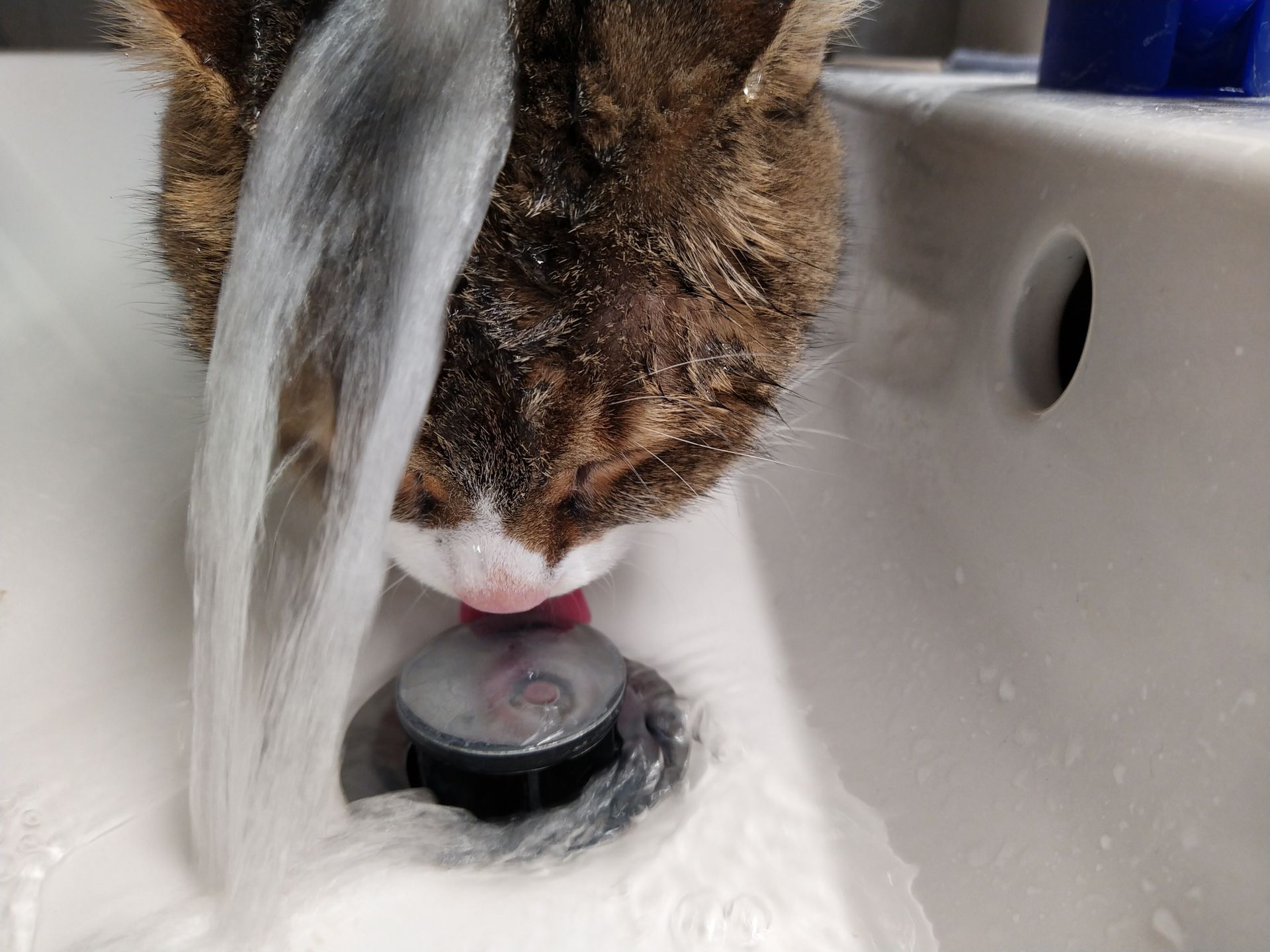Eine Katze trinkt Wasser aus dem Abfluss eines Waschbeckens.