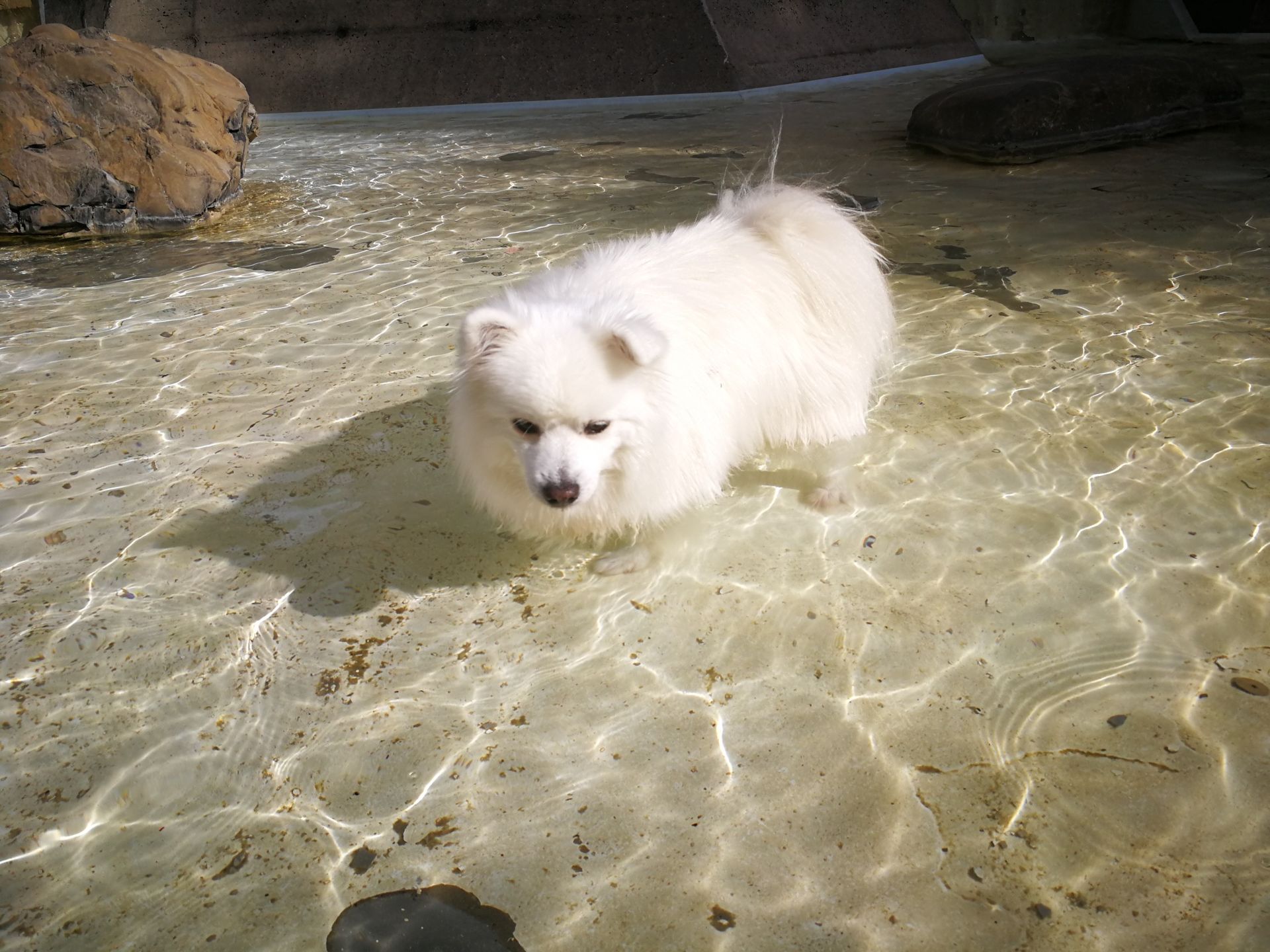 Ein kleiner weißer Hund steht in einer Wasserpfütze