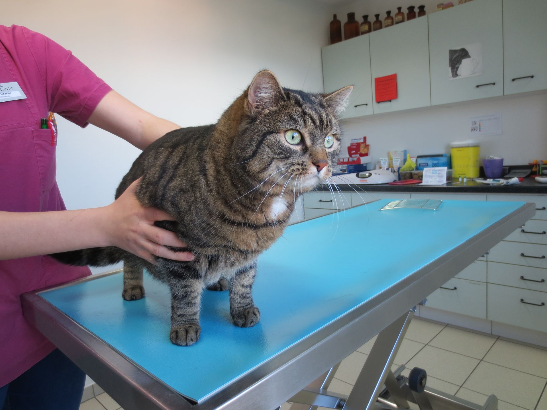 Eine Katze wird von einem Tierarzt auf einem Tisch untersucht