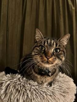 Eine Katze liegt auf einem flauschigen Kissen vor einem Vorhang.