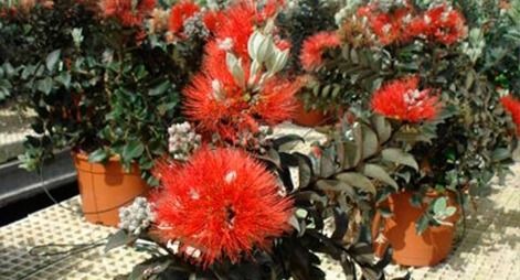 Un montón de plantas en macetas con flores rojas sobre una mesa.