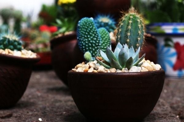 Un grupo de cactus en macetas están sentados en el suelo.
