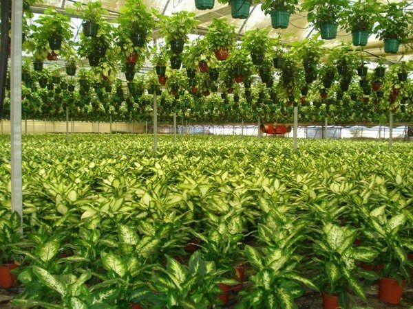 Un invernadero lleno de muchas plantas en macetas.