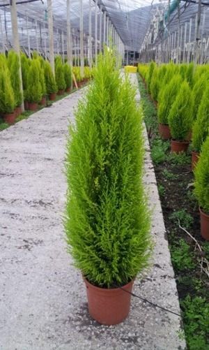 Un invernadero lleno de muchos árboles verdes en macetas.