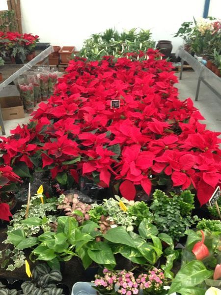 Un ramo de plantas de flor de Pascua rojas sobre una mesa.