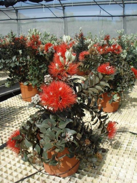 Un invernadero lleno de plantas en macetas con flores rojas.
