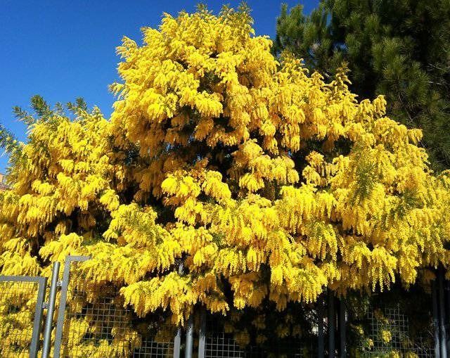 Un árbol con muchas flores amarillas contra un cielo azul.
