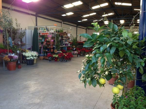 Un almacén lleno de muchas plantas y flores en macetas.