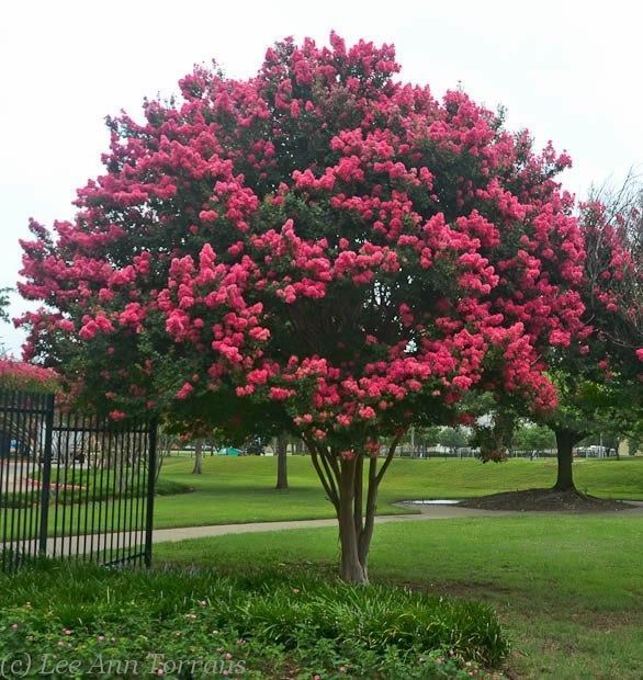 Un árbol con muchas flores rosas en un parque.